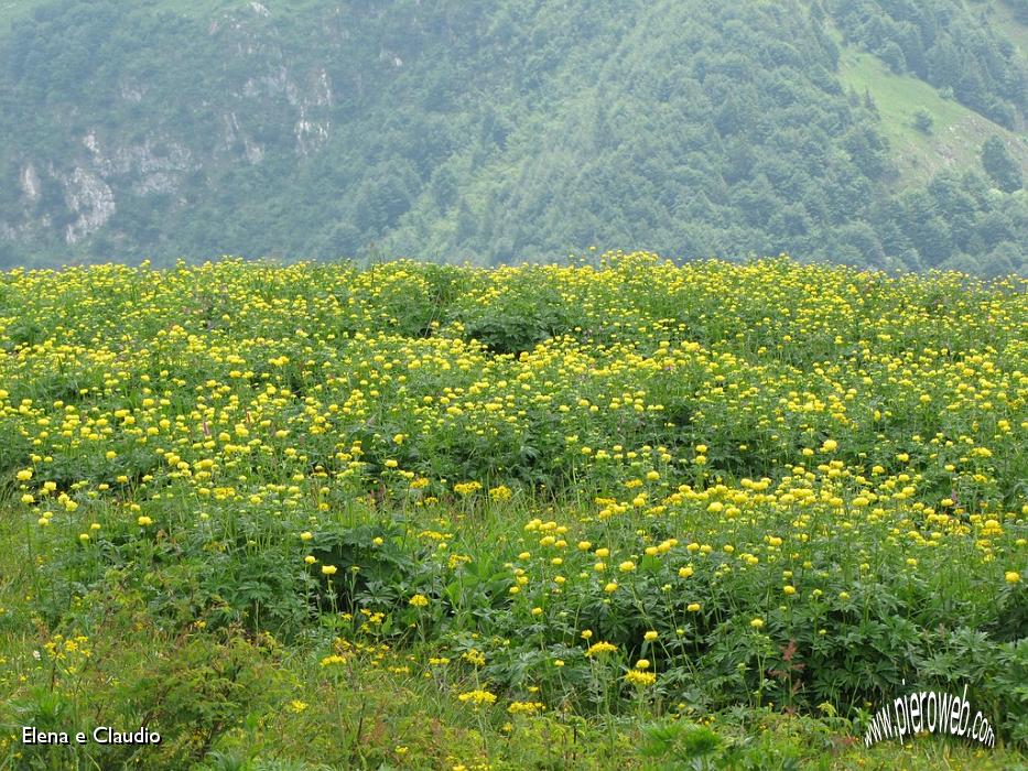 26 Esplosione di giallo.JPG